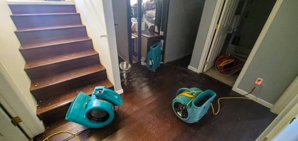 Best Basement water damage restoration  in Wliamsvle, IL