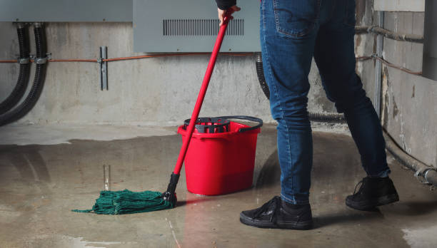 Best Carpet water damage restoration  in Wliamsvle, IL