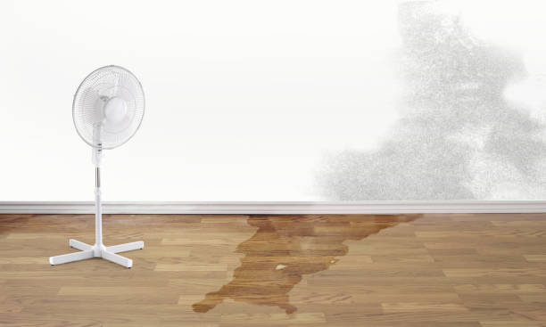 Best Flood restoration services  in Wliamsvle, IL