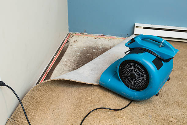 Best Water damage cleanup near me  in Wliamsvle, IL